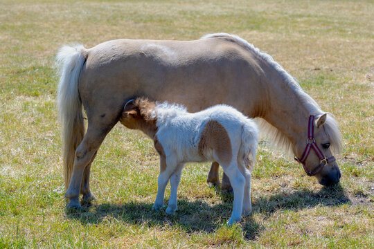 Selective focus of two Shetland pony on green meadow, A baby suckling milk from mother's udder, A miniature horse is a breed or type of horse characterised by its small size, Open farm in countryside.
