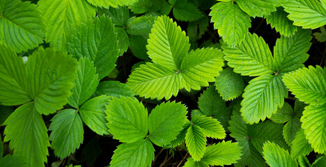 green background with strawberry leaves