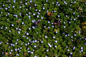 Persian speedwell ( Veronica persica ) flowers. Plantaginaceae biennial plants. A weed that produces small cobalt blue flowers in spring.