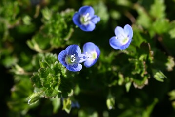 Persian speedwell ( Veronica persica ) flowers. Plantaginaceae biennial plants. A weed that produces small cobalt blue flowers in spring.