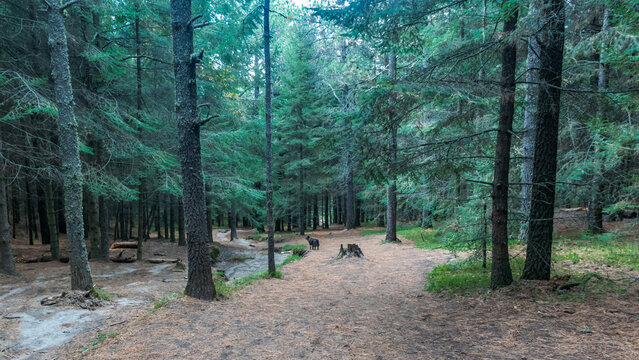 La malinche tlaxcala woods lanscape
