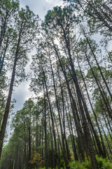 La malinche tlaxcala woods lanscape