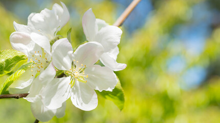 spring background banner wallpaper postcard with delicate flowers