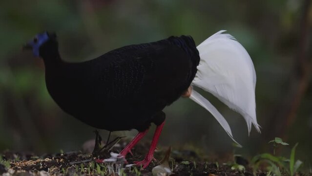 Amazing footage of Bulwer's Pheasant rare endemic big bird of Sabah Borneo island.