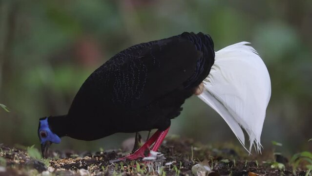 Amazing footage of Bulwer's Pheasant rare endemic big bird of Sabah Borneo island.