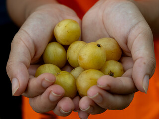 umbu fruit, Spondias tuberosa L., fruit in hands