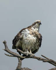 A wet osprey drying itself on a branch in the sun after a bath in the river estuary nearby on Cudgen Creek at Hasting's Point in New South Wales, Australia.