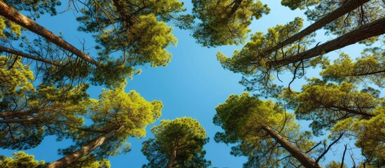 Thick pine forest tops, green branches and cones under clear sky.
