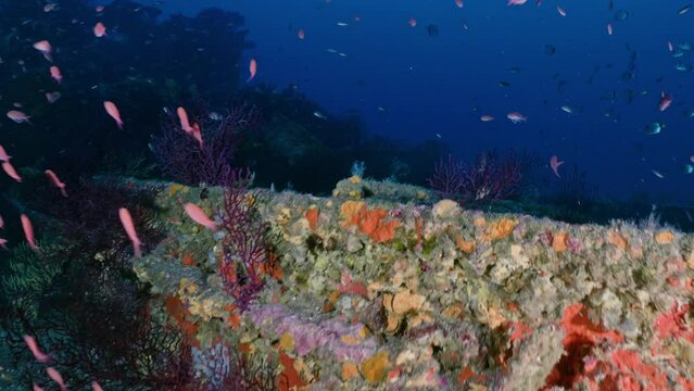Wreck of the Donator on the Mediterranean Coast of France
