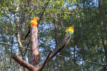 Zoo Beauval - Perroquets Conures soleil