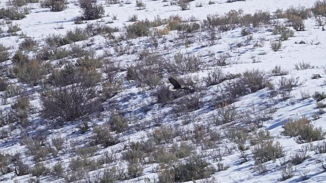 Bald Eagle flying over and landing on the ground in the snow during winter in Utah.