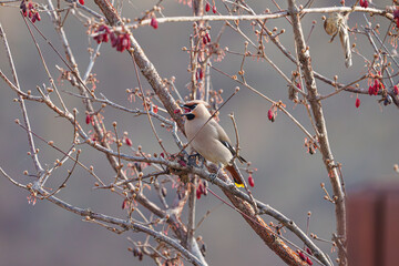 황여새 Bombycilla garrulus