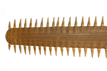 A rostrum of the smalltooth sawfish isolated on a white background - obrazy, fototapety, plakaty