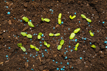 Brown soil with blue granular fertilizer and seedlings