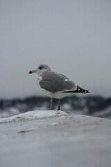 Seagull in winter