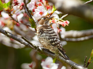 桜の木に止まる野鳥のキツツキ、コゲラ