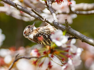 桜の木に止まる野鳥のキツツキ、コゲラ