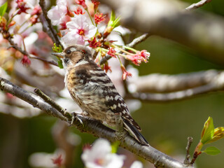 桜の木に止まる野鳥のキツツキ、コゲラ
