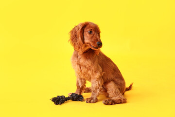 Cute cocker spaniel with pet toy sitting on yellow background