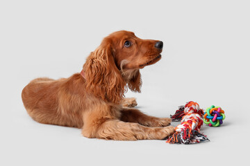 Cute cocker spaniel with pet toys lying on grey background