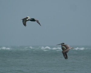 Fototapeta na wymiar Pelicans in Flight