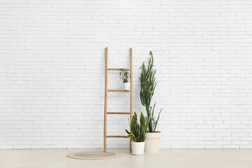 Big cactus with houseplants and ladder near white brick wall in room