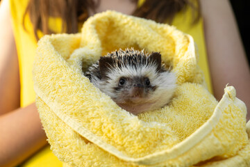 Hedgehog after swimming. Hygiene and cleanliness of prickly pets. Hedgehog after bathing in a towel in the hands of a child.Clean hedgehog in a towel.African pygmy hedgehog. © Yuliya