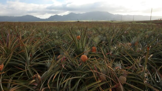 Endless pineapple field - wide shot