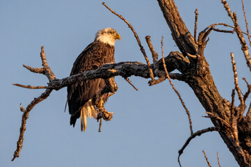 white tailed eagle