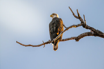 bird perched on tree branch 