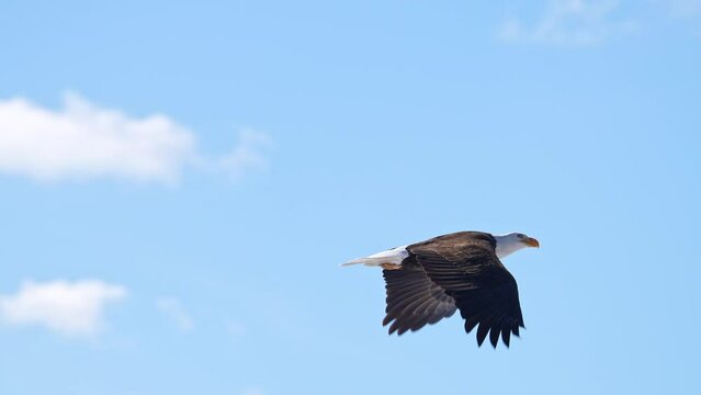 Bald Eagle flying through the winter landscape in Utah past snow covered mountains on a sunny day.