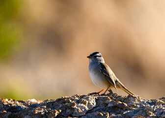 bird on a rock