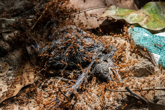 Weaver ants (Oecophylla smaragdina) dispose of the carcass of a bird in a tropical nature.