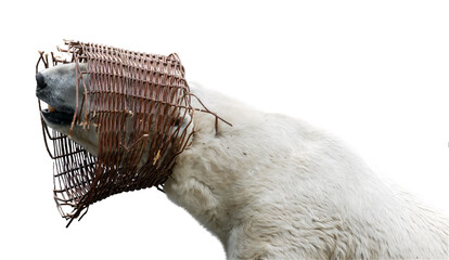 A polar bear's head is stuck in a wicker basket, isolated on a white background