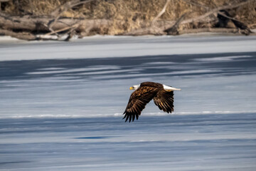 bald eagle in flight