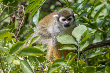 A Common squirrel monkeys (Saimiri sciureus) on a tree