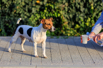 The concept of giving a dog something to drink in the heat. Caring for animals. Pet portrait with selective focus