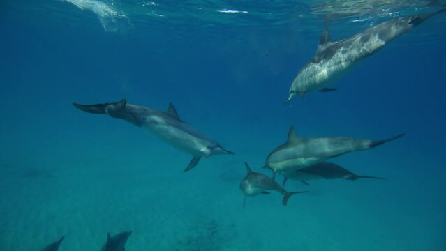 Group of dolphins swimming together in ocean