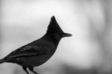 Profile of a Stellars Jay in Ashland, Oregon