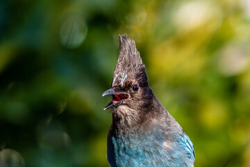 Up close and personal with the Stellars Jay