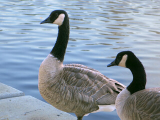Canada Geese By Water