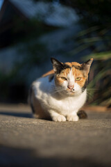 Tricolor cat sitting on the road in the morning sunlight.