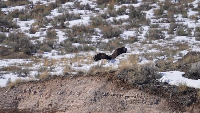 Bald Eagle gliding and landing on top of hillside with snow during winter in Utah.
