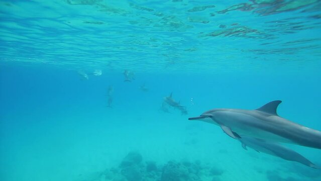 Wild dolphins swimming peacefully in ocean