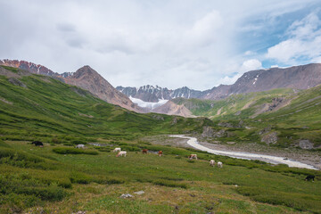 Fototapeta na wymiar Cows grazing on flowering grassy meadow near serpentine mountain river with view to big glacier in large mountains. Snake river flows in green alpine valley under cloudy sky. Cattle among lush flora.