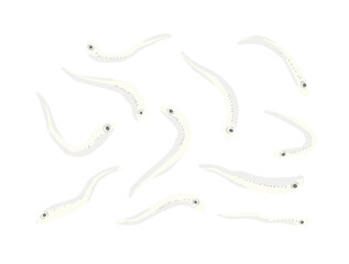 しらすのイラスト素材　バラバラの、個別、一匹づつ描いたイラスト