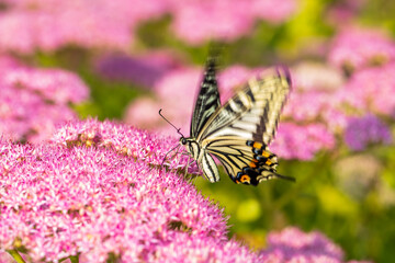 Papilio xuthus Linnaeus, Butterfly is on a flower