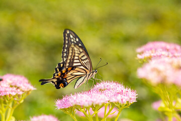 Papilio xuthus Linnaeus, Butterfly is on a flower