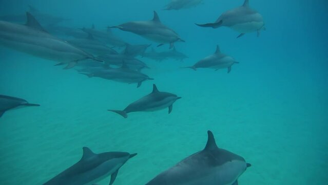 Large school of dolphins under the sea