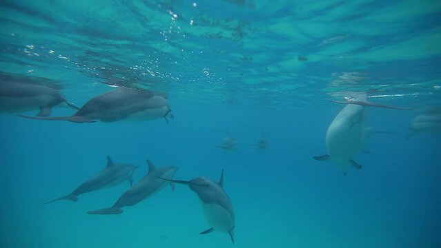 Following Dolphins Under The Sea - Magical